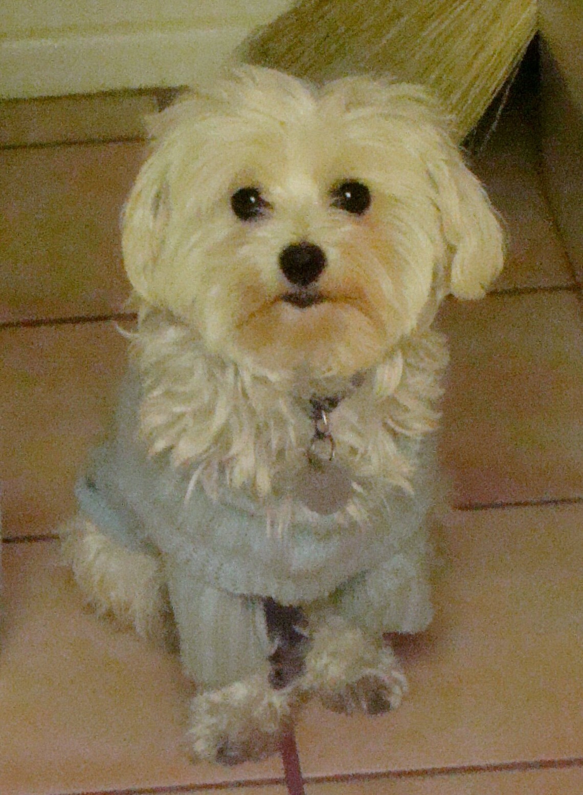 harleyInSweater01.JPG